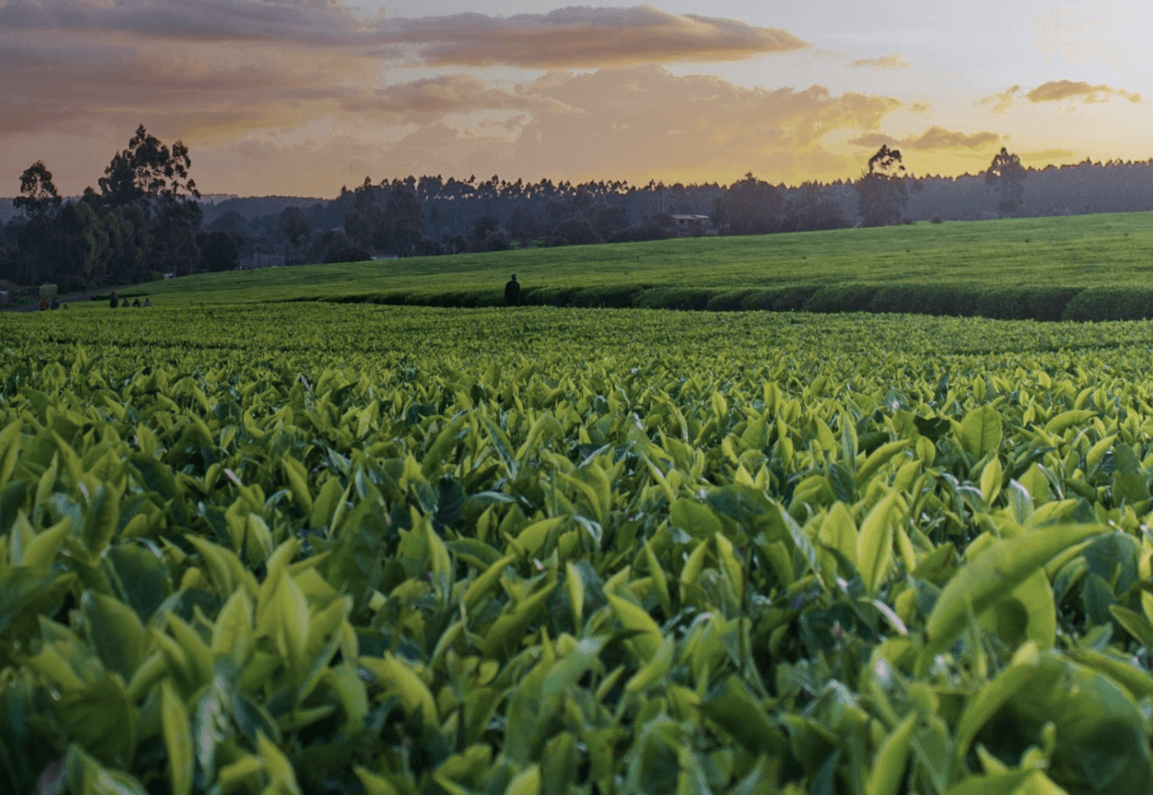 Smart Agriculture Environmental Sensing